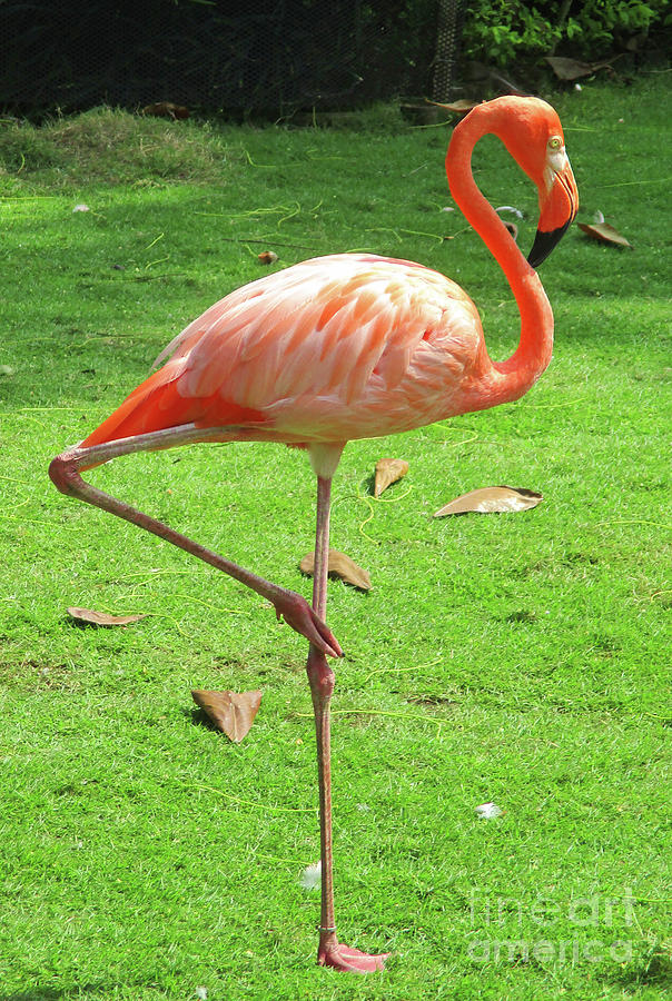 Cartagena Flamingos 4 Photograph by Randall Weidner