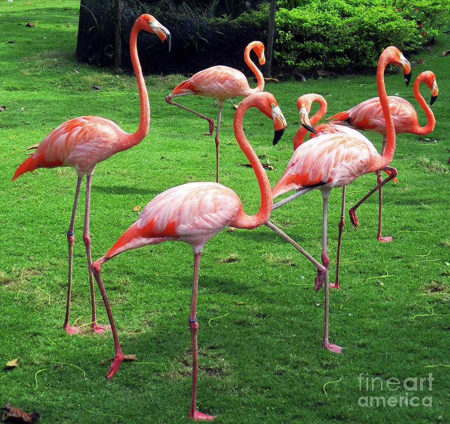 Cartagena Flamingos 5 Photograph by Randall Weidner
