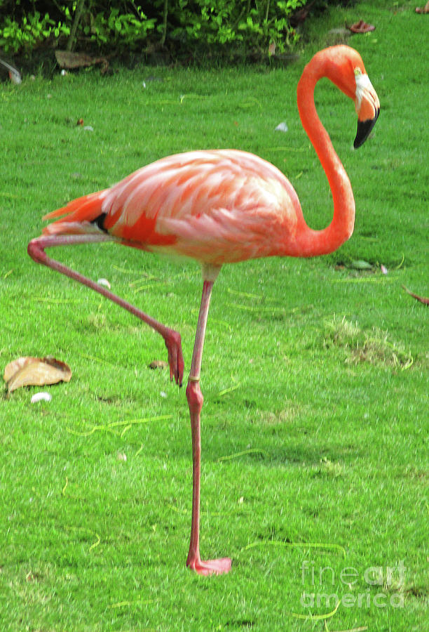 Cartagena Flamingos 6 Photograph by Randall Weidner