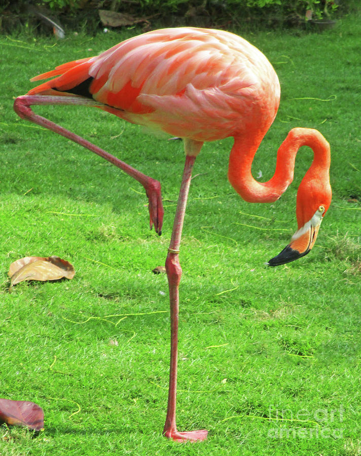 Cartagena Flamingos 7 Photograph by Randall Weidner