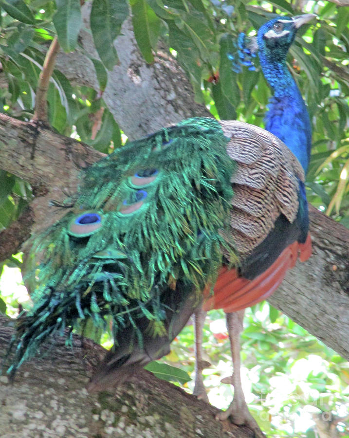 Cartagena Peacock 1 Photograph by Randall Weidner