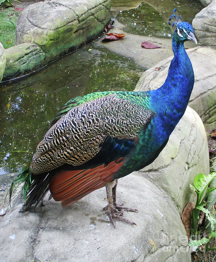 Cartagena Peacock 2 Photograph by Randall Weidner