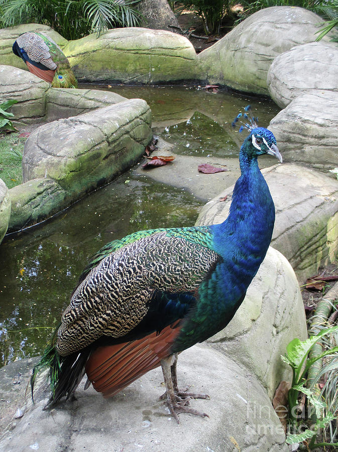 Cartagena Peacock 3 Photograph by Randall Weidner