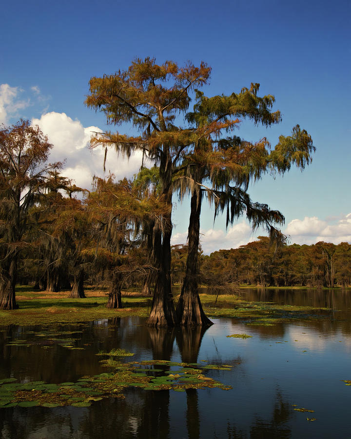 Tree Photograph - Carter Lake of Caddo by Lana Trussell