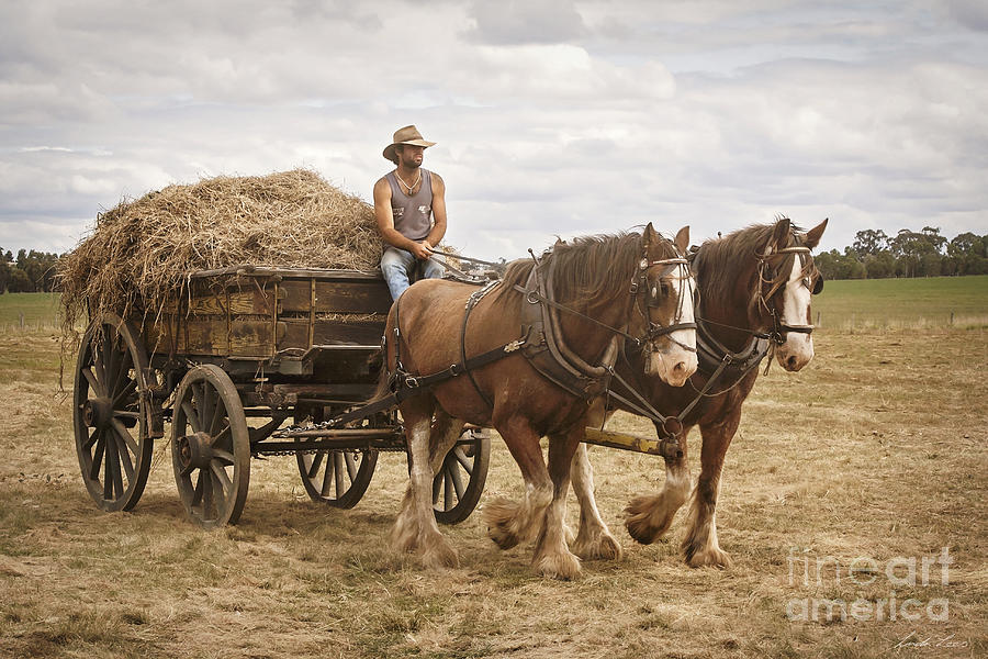 Horse Photograph - Carting Hay by Linda Lees