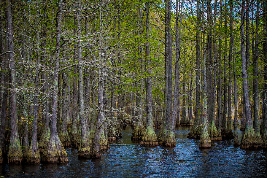 Carvers Cypress Photograph by Tony Noto | Pixels