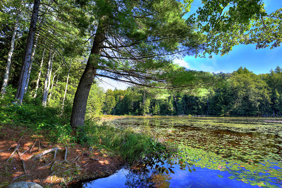 Cary Lake in August Photograph by David Patterson