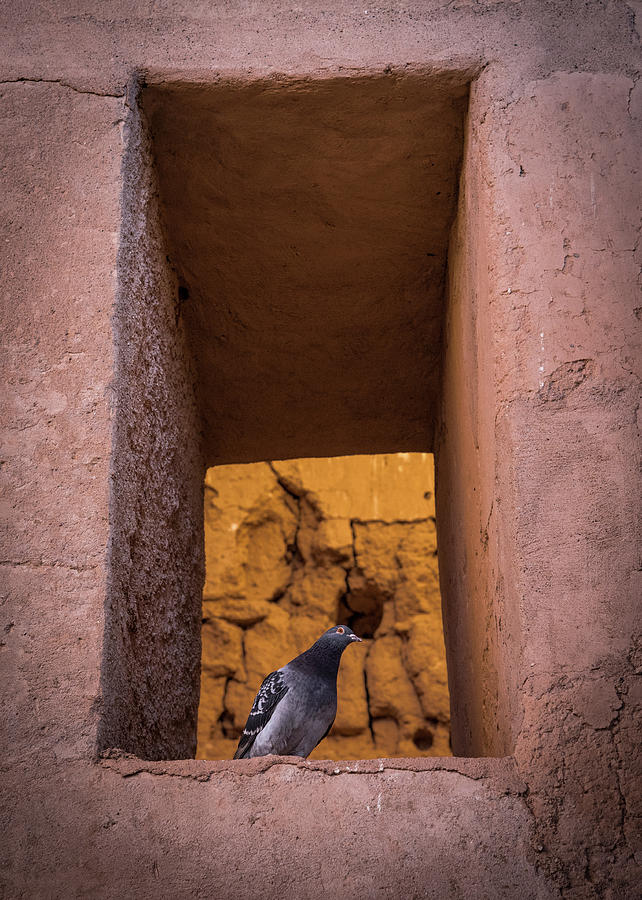 Pigeon Photograph - Casa Grande Ruins by Al White