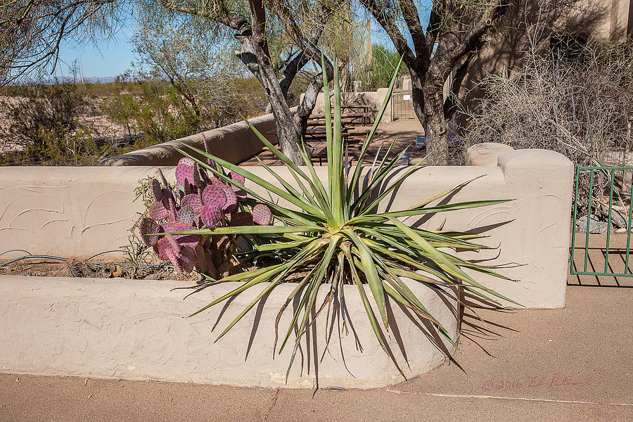 Casa Grande Ruins Flower Bed Photograph by Ed Peterson