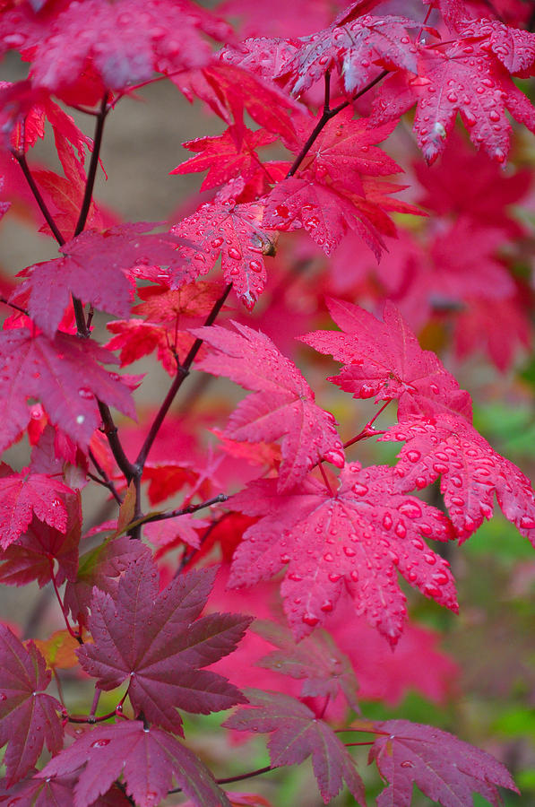 Fall Photograph - Cascade Autumn Leafs 1 by Noah Cole