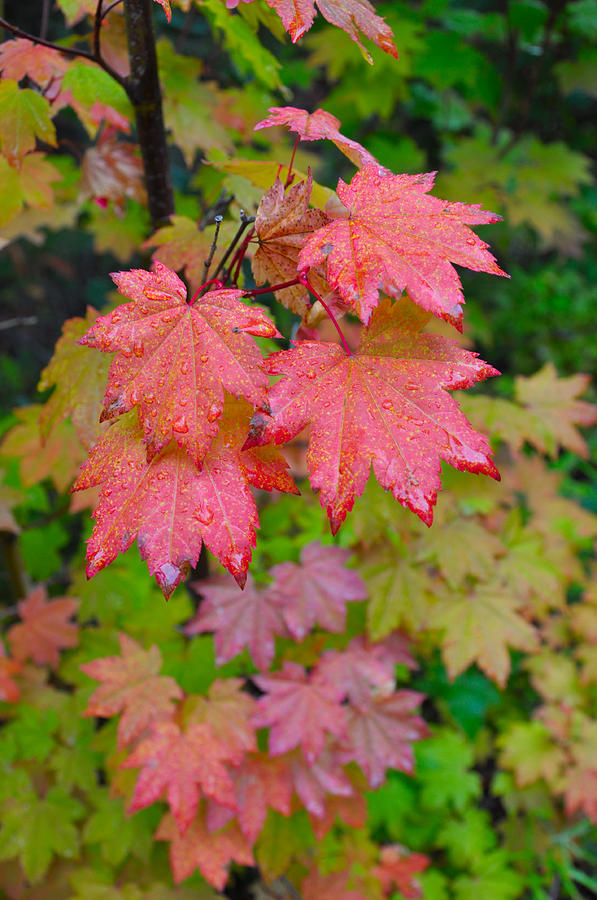 Fall Photograph - Cascade Autumn Leafs 4 by Noah Cole