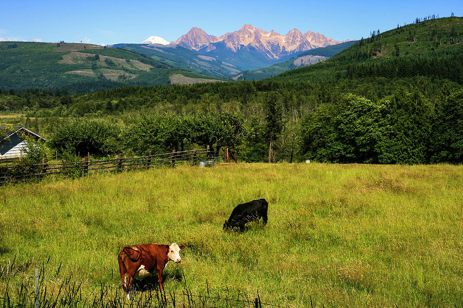 Cascade Cows Photograph by Scott Cunningham