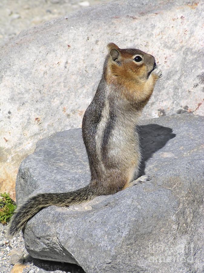 Cascade Golden Mantled Ground Squirrel Photograph by Marv Vandehey