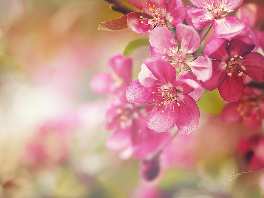 Crab Apple Photograph - Cascade I by Kharisma Sommers Crab Apple Photograph - Cascade I by Kharisma Sommers