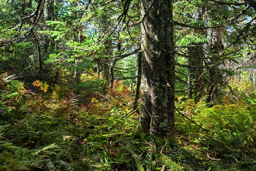 Cascade Mountain Peak Keene NY Hiking Trees Photograph by Toby McGuire ...