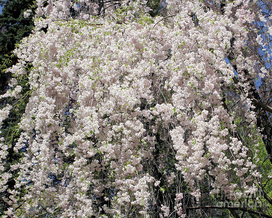 Cascade Of Blossoms Photograph by Smilin Eyes Treasures