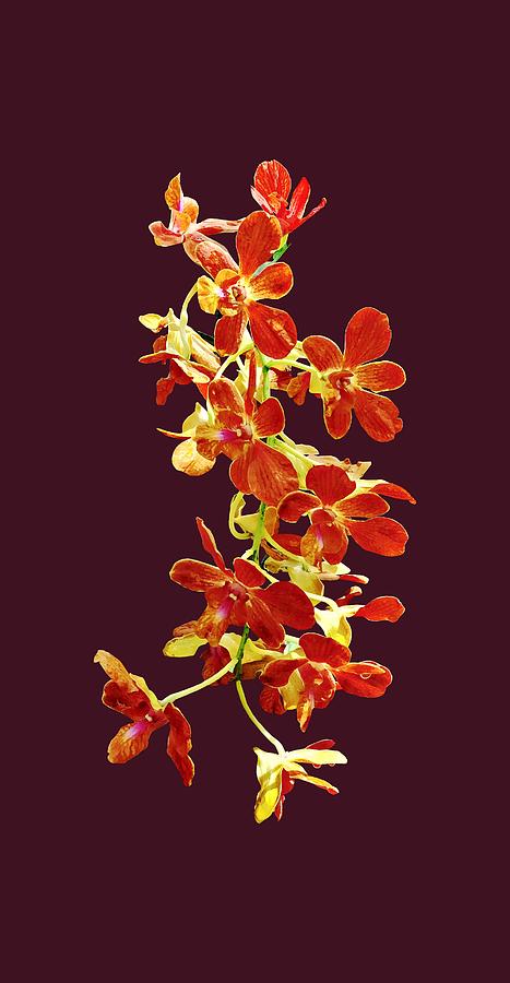 Cascade of Orange Orchids Photograph by Susan Savad
