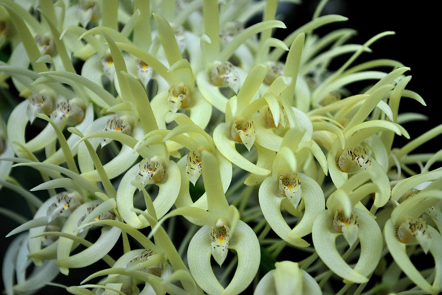 Cascade of Orchids Photograph by Amanda Vouglas