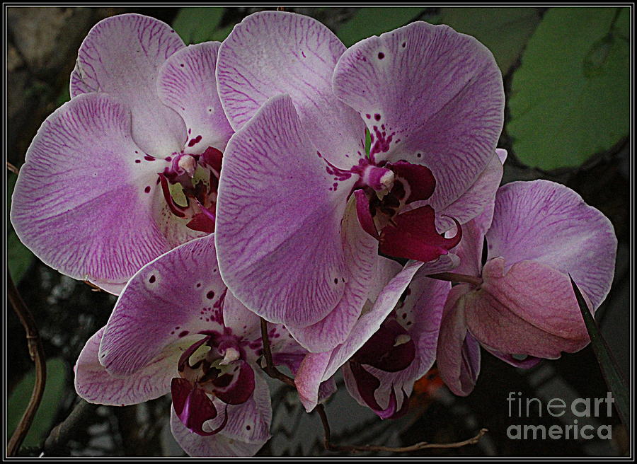 Cascade of Purple Orchids #2 Photograph by Dora Sofia Caputo