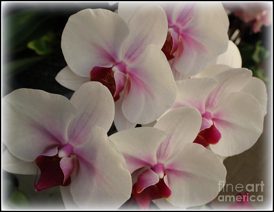 Cascade of White and Purple Orchids Photograph by Dora Sofia Caputo