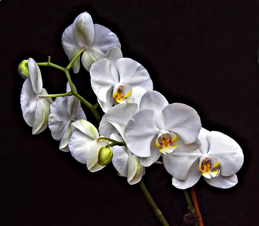 Flower Photograph - Cascade by Steve Harrington