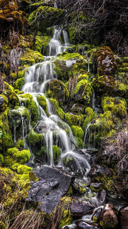 Cascade Through The Moss Photograph by Wes and Dotty Weber