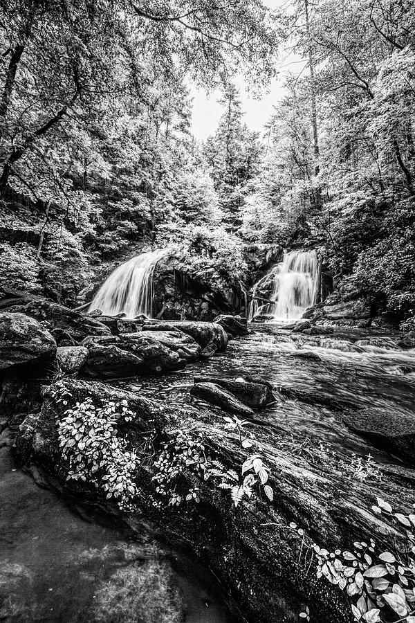 Cascades in the Forest in Summer Black and White Photograph by Debra and Dave Vanderlaan
