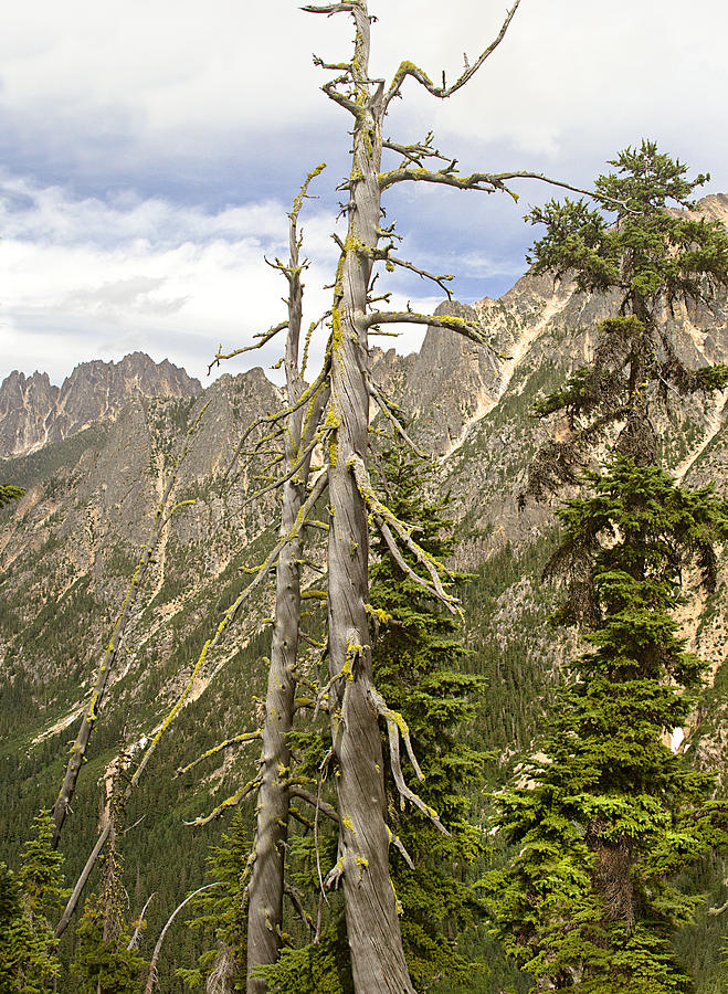 Mountain Photograph - Cascades Tree by Peter J Sucy