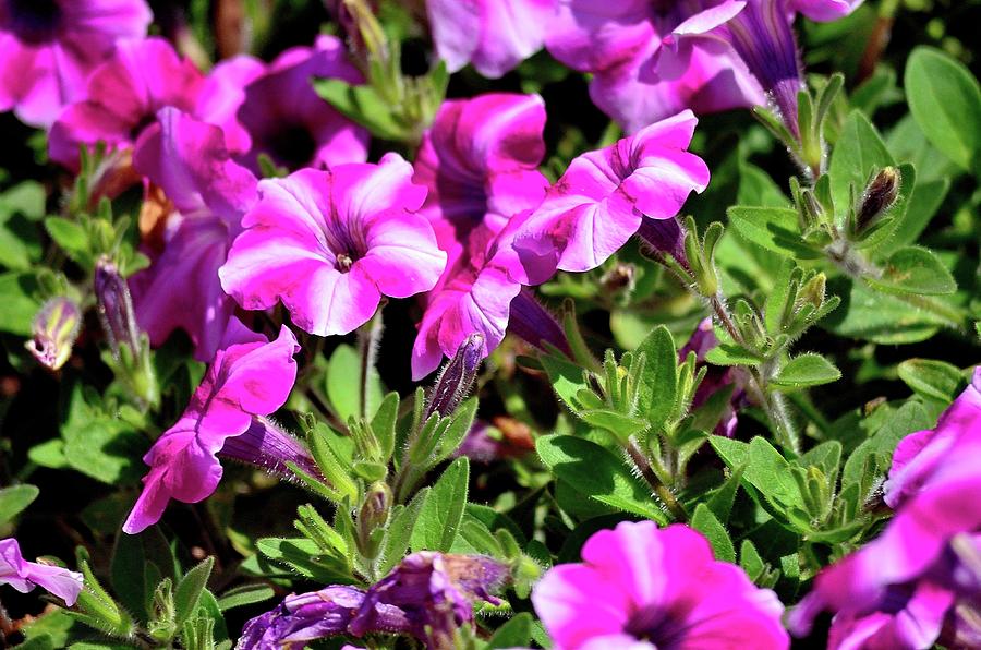 Cascadias Bicolor Purple Petunia Photograph