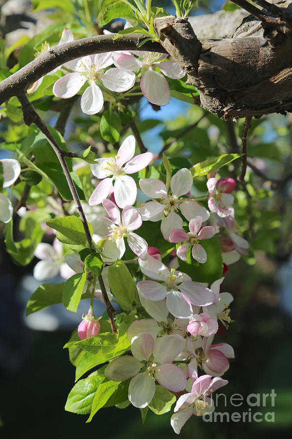 Cascading Apple Blossoms Photograph by Carol Groenen
