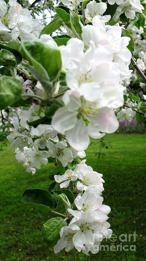 Cascading Apple Blossoms Photograph by Hazel Holland