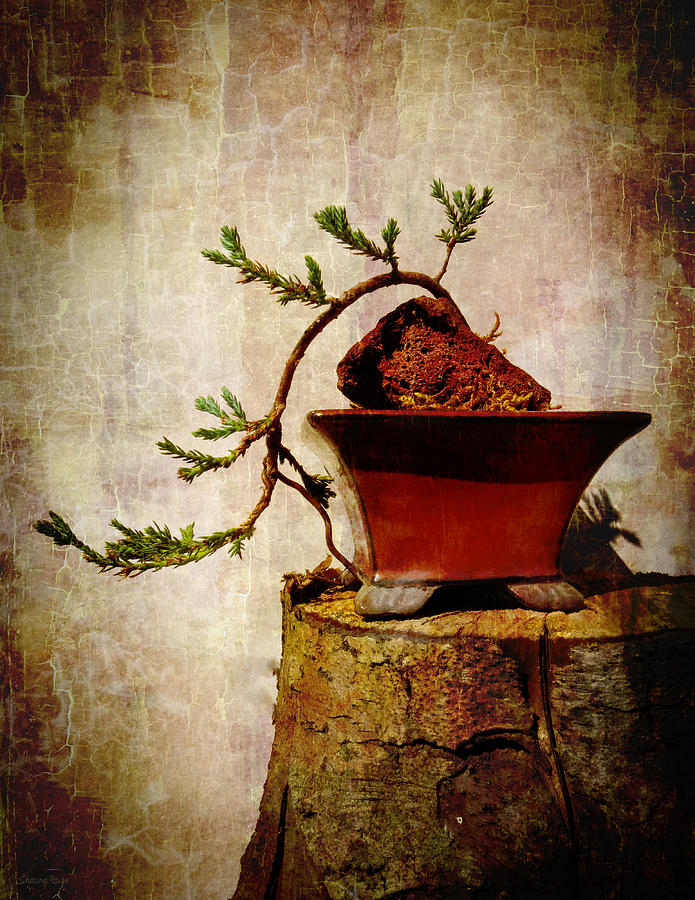 Vintage Photograph - Cascading Bonsai in Training  by Shawna Rowe