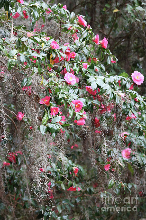 Cascading Camellias Photograph by Carol Groenen