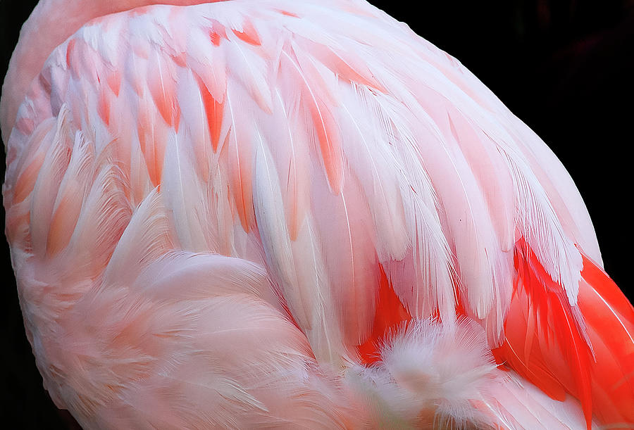 Cascading feathers Photograph by Elvira Butler
