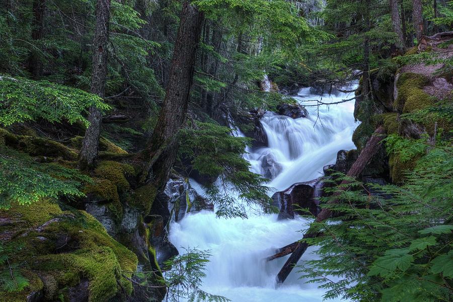 Cascading Forest Creek Photograph by David Andersen