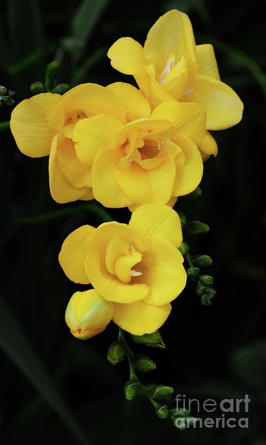 Cascading Freesia Photograph by Cindy Manero