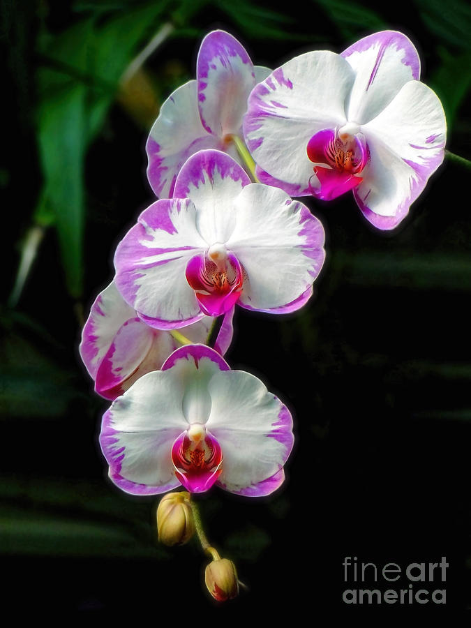 Orchid Photograph - Cascading Orchid Beauties by Sue Melvin