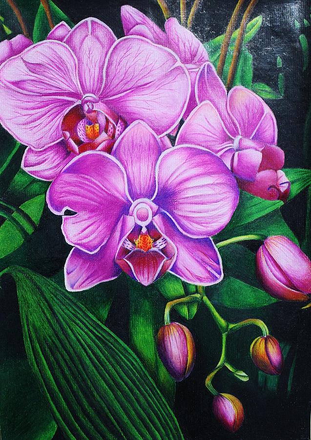 Cascading Orchids Drawing by Bruce Bley