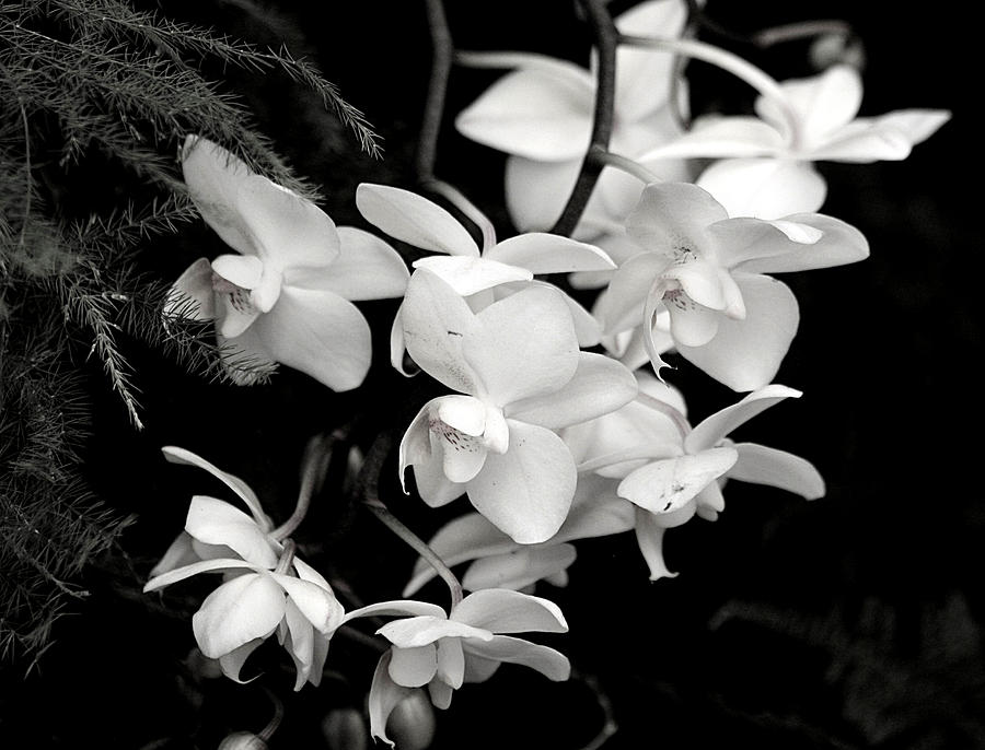 Cascading Orchids in Black and White Photograph by Sheila Brown