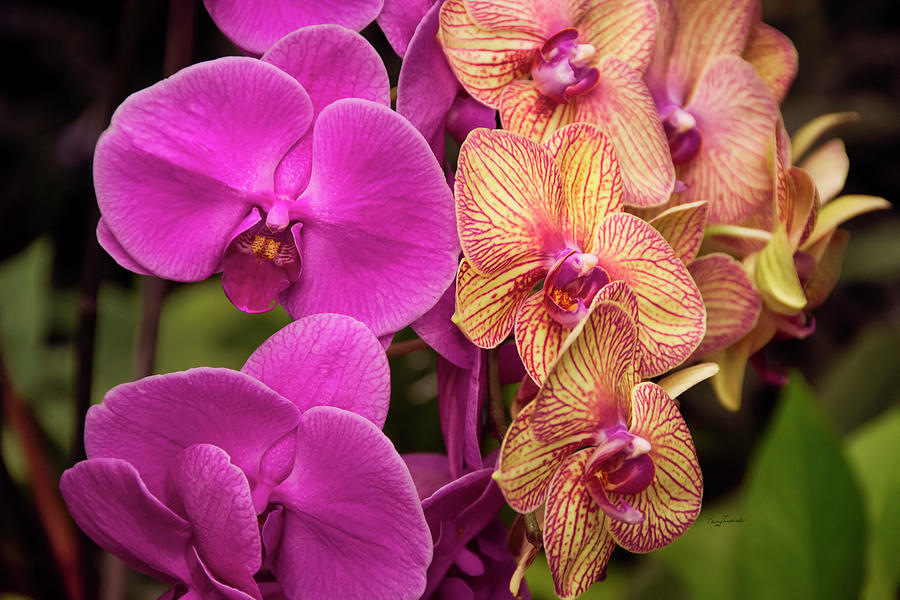 Cascading Orchids Photograph