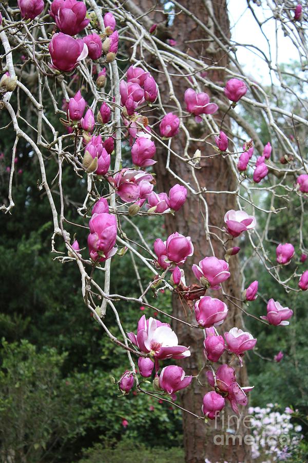 Cascading Pink Magnolias Photograph by Carol Groenen