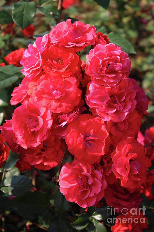 Rose Photograph - Cascading Red Roses by Carol Groenen