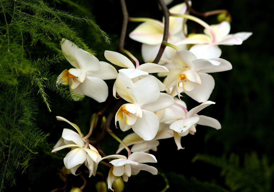 Cascading White Orchids Photograph by Sheila Brown