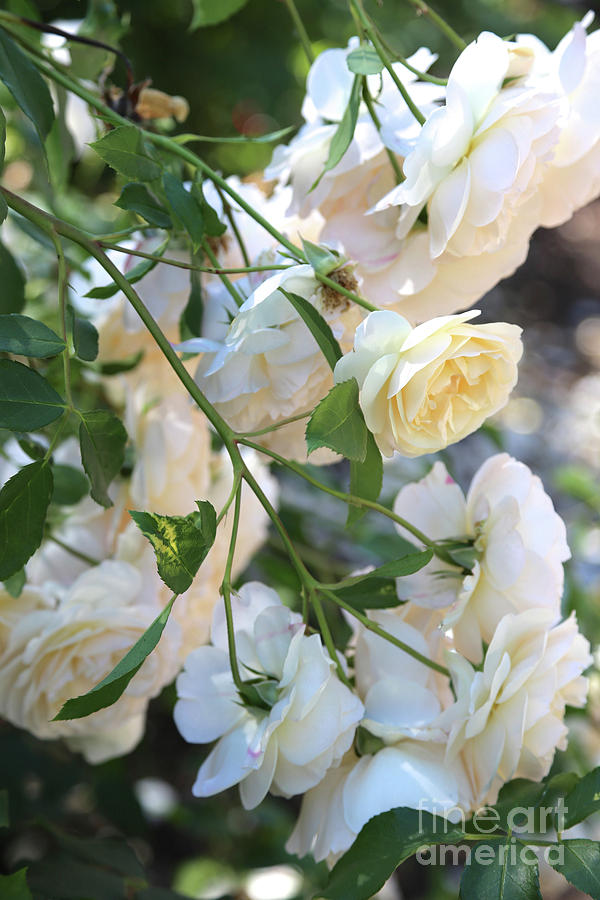 Cascading White Roses Photograph by Carol Groenen