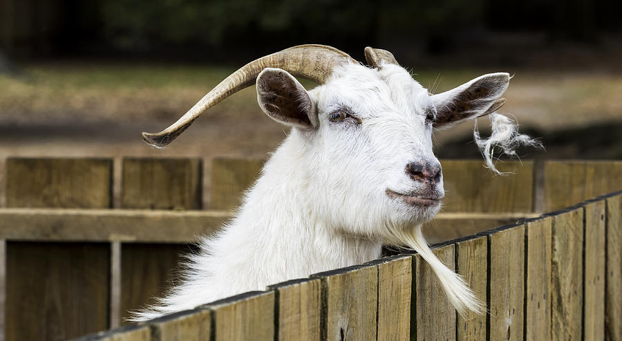 Cashmere Goat Photograph by David Kay