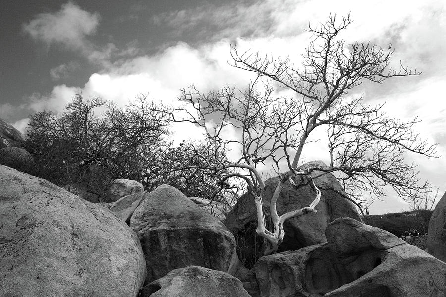 Casibari Tree Photograph by Robert Wilder Jr