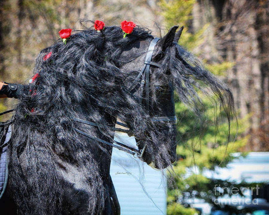 Casper with Roses Photograph by Lori Ann  Thwing