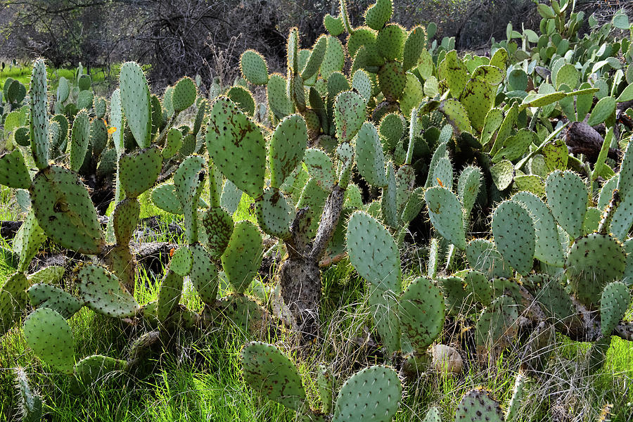 Caspers Wilderness Park Cactus Photograph by Kyle Hanson