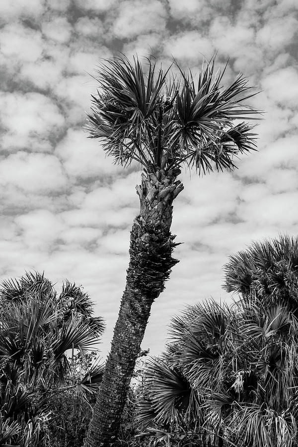 Caspersen Palm Photograph by Robert Wilder Jr
