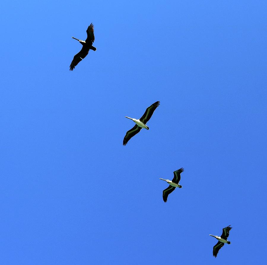 Caspersen Pelicans Photograph by Robert Wilder Jr